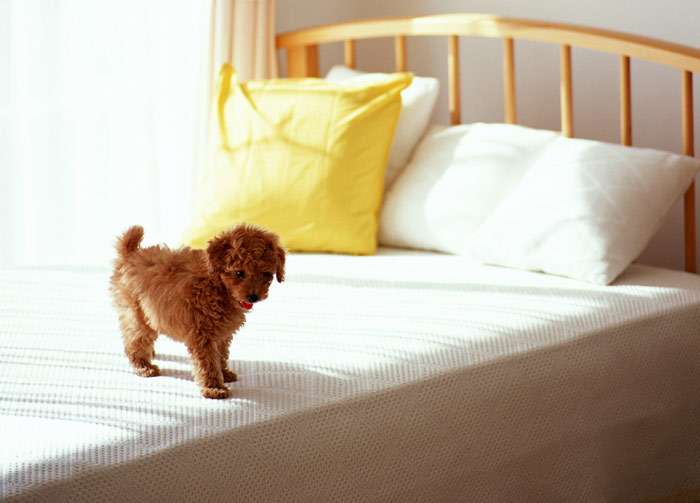 Щенок пуделя на кровати, фото фотография собаки