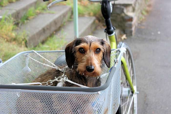 Жесткошерстная такса сидит в корзине велосипеда, фото фотография собаки