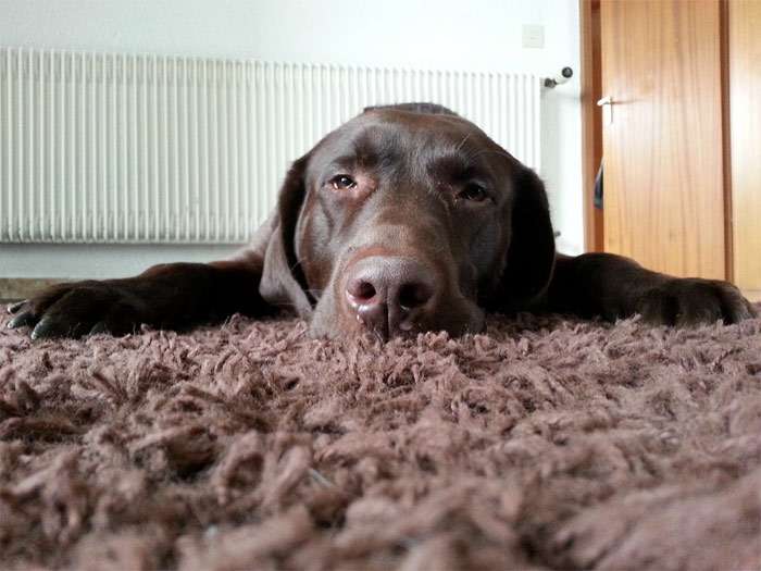 Шоколадный лабрадор ретривер лежит на коричневом покрывале, фото фотография собаки