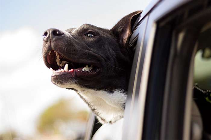 Стаффордирский терьер (стаффорд, стаф) выглядывает из окна машины (автомобиля), фото фотография собаки