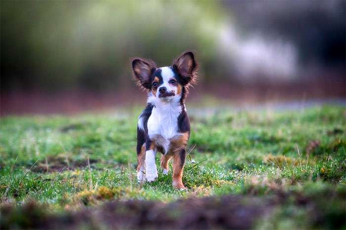 Разноцветный щенок чихуахуа, фото фотография собаки