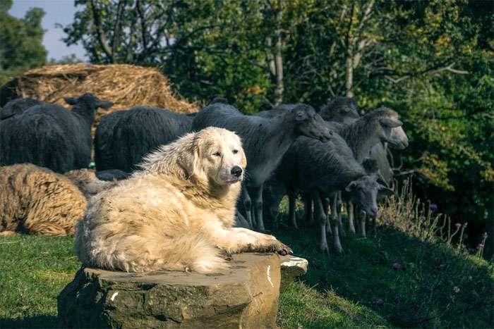 Акбаш охраняет стадо овец, фото фотография собаки