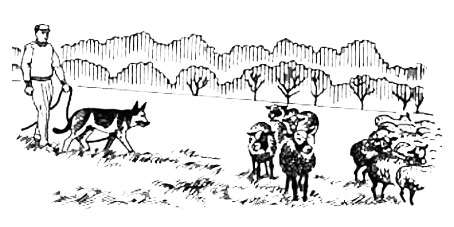 Подгон отставших от стада животных, рисунок картинка