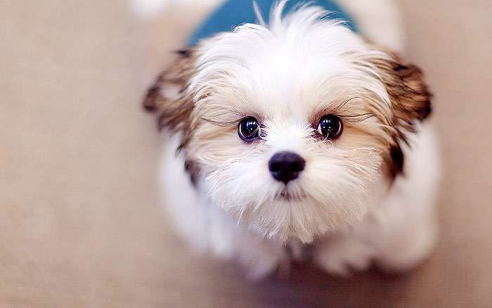 Забавный милый щенок ши-тцу, фото фотография собаки