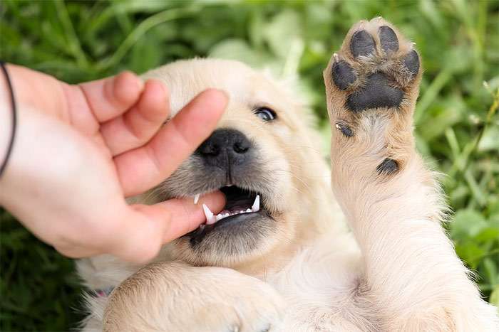 Щенок золотистого ретривера играет с рукой, фото фотография собаки