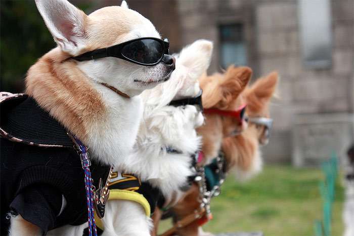 Чихуахуа в очках и модной одежде, стаф, фото фотография собаки