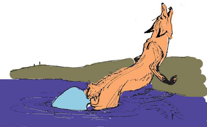 Кувшин тонет в реке, а хвост лисицы зацепился за него, рисунок иллюстрация