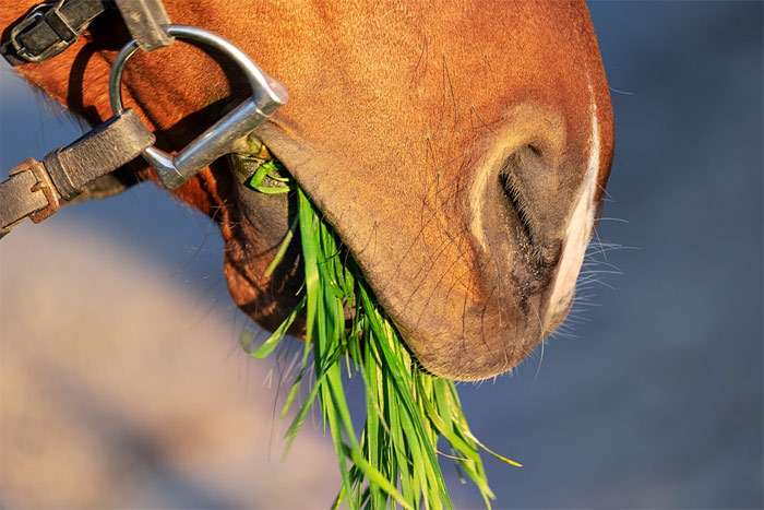 Морда лошади, жующей траву, фото фотография лошади