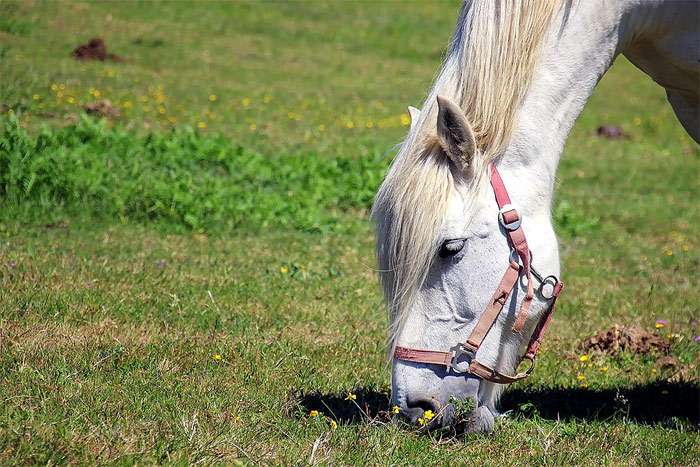 Белая лошадь пасется на лугу, фото фотография лошади