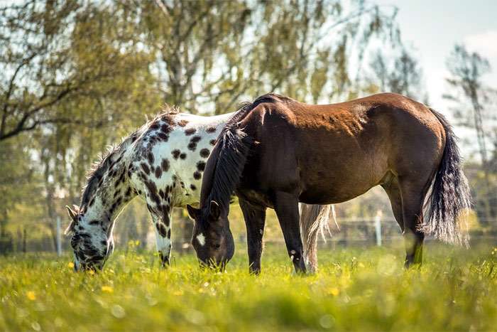 Две лошади пасутся на лугу, фото фотография лошади