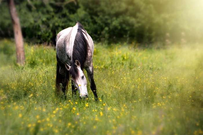 Пасущаяся на летнем лугу лошадь, фото фотография лошади