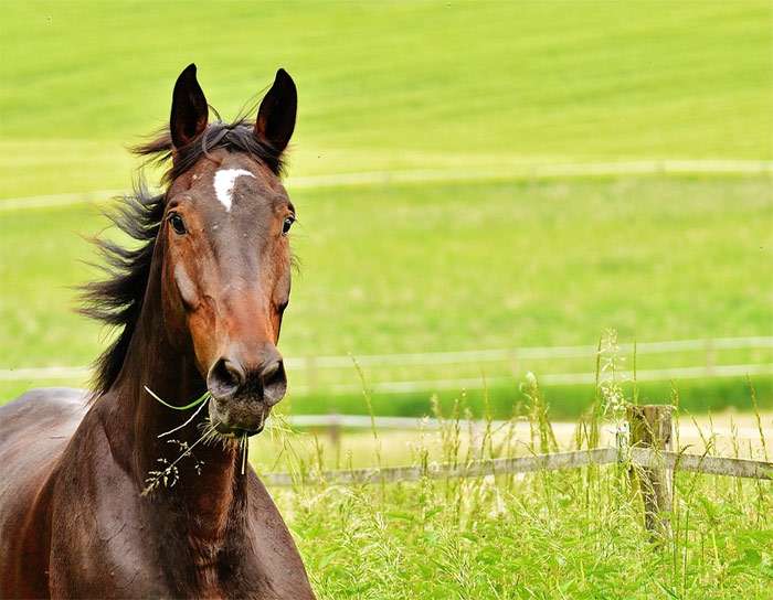 Лошадь жует травинки, фото фотография лошади