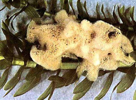 Бодяга речная (Ephydatia fluviatilis), фото губки фотография