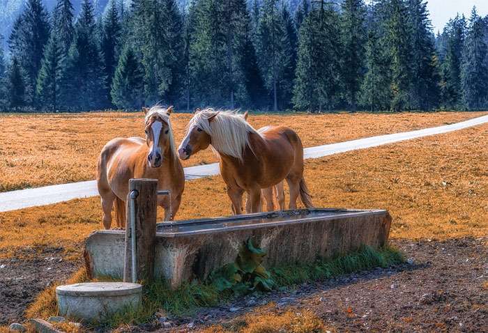Две лошади у водопоя, осень, фото фотография лошади