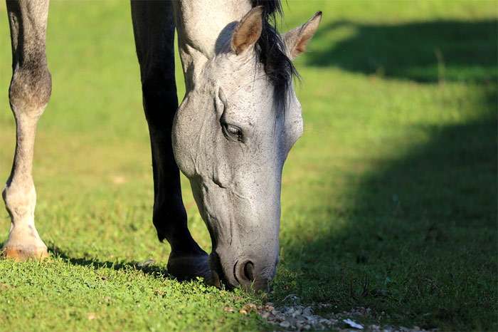 Серая лошадь щиплет зеленую травку, фото фотография лошади