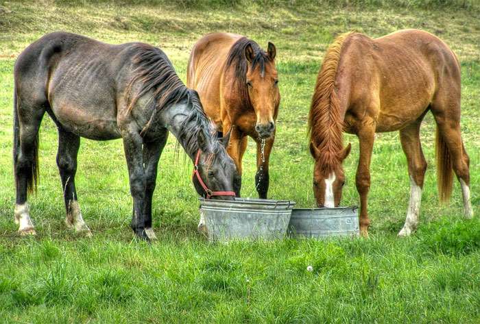 Три лошади на лугу пьют воду, фото фотография лошади