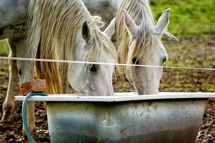Две серых лошади пьют воду, фото фотография лошади