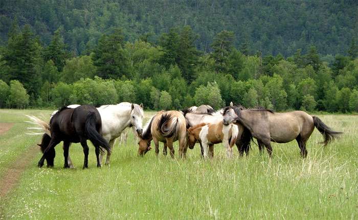 Лошади пасутся в поле, фото фотография лошади