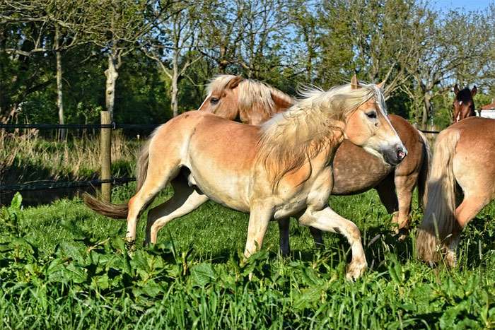 Авелинская лошадь, фото фотография породы лошадей