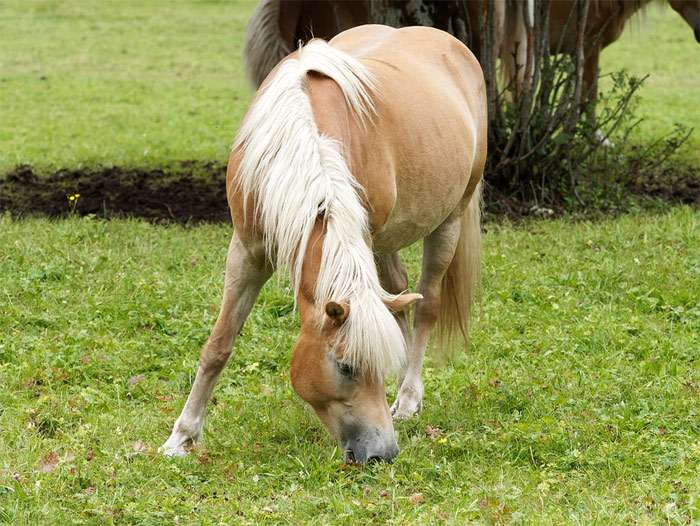 Авелинская лошадь пасется на лугу, фото фотография породы лошадей