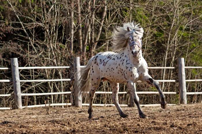 Алтайская лошадь, фото фотография лошади