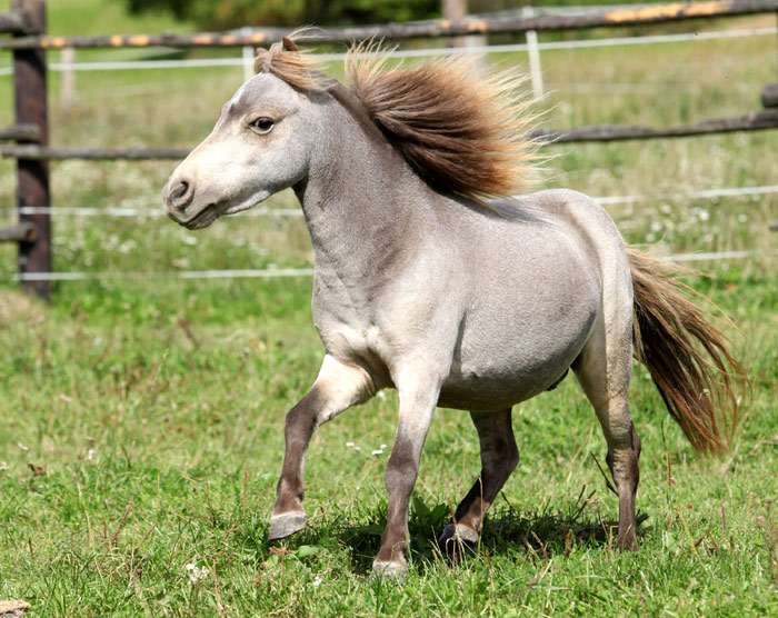 Американская миниатюрная лошадь, фото фотография лошади