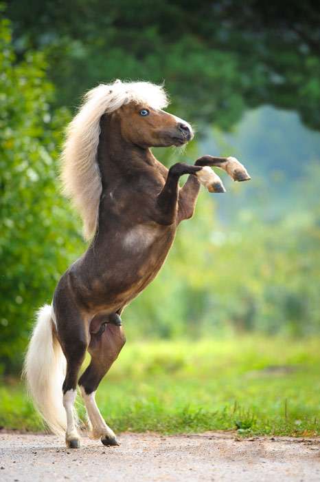 Американская миниатюрная лошадь, фото фотография лошади
