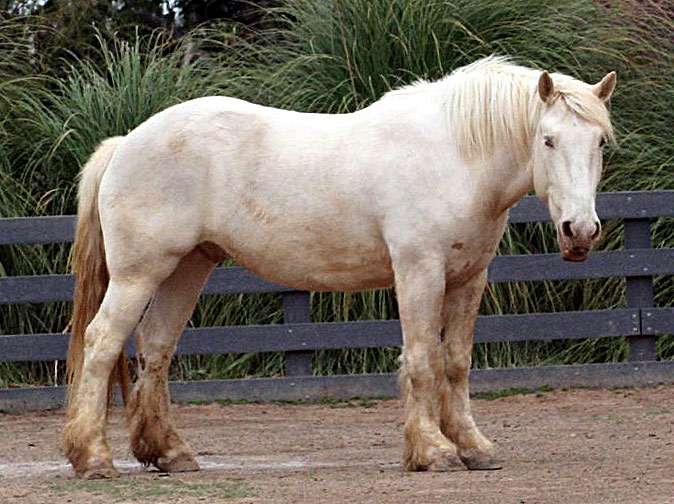 Американская упряжная (кремовая) лошадь, фото фотография