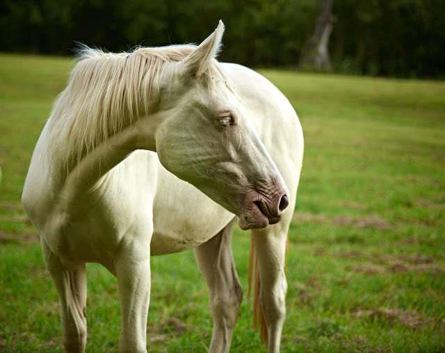 Американский альбинос, фото фотография лошади