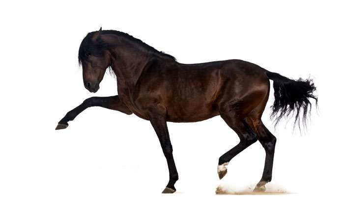 Андалузская лошадь, фото фотография