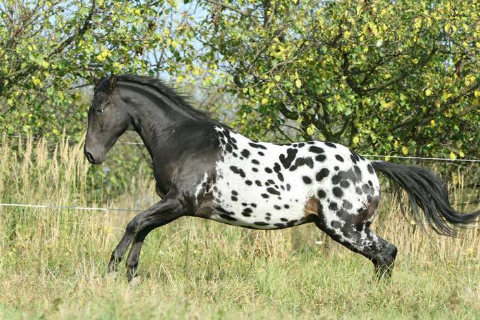 Аппалуза лошадь, фото фотография лошади