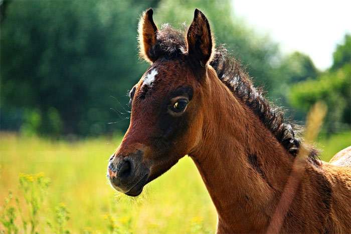 Арабская чистокровная лошадь жеребенок, фото фотография