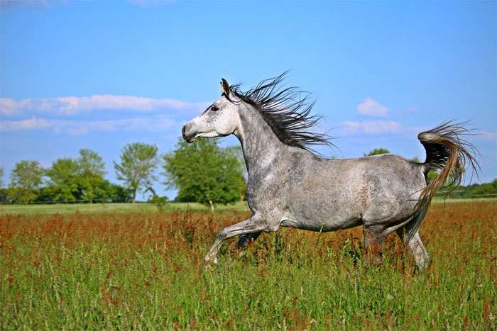Арабская чистокровная лошадь, фото фотография