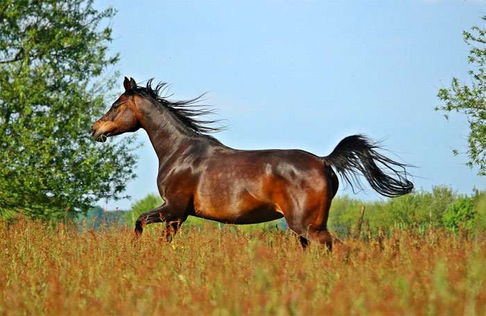 Арабская чистокровная лошадь, фото фотография