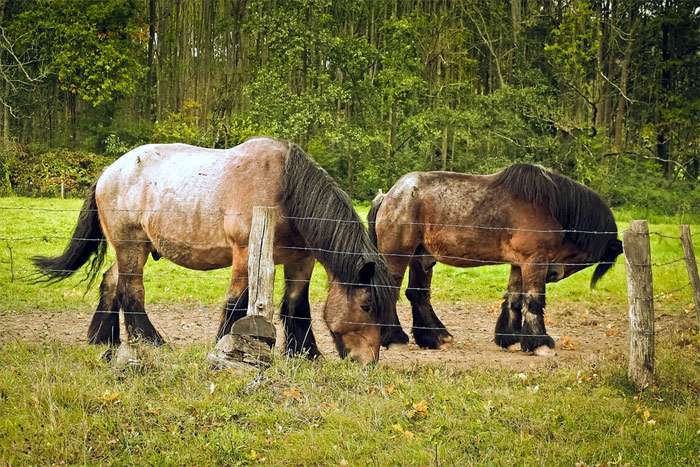 Арденнские лошади, фото фотография