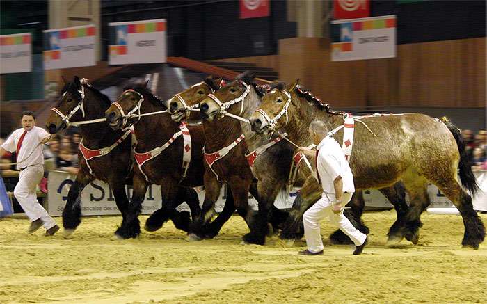 Арденнские лошади, фото фотография