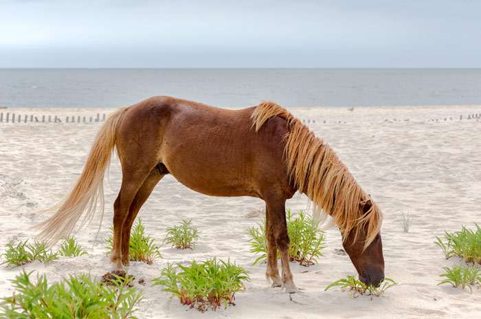 Пони ассатиг (чинкотиг), фото фотография лошади