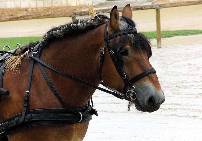 Ауксуа, порода лошадей, фото фотография