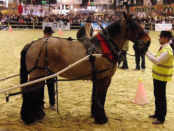 Ауксуа, порода лошадей, фото фотография