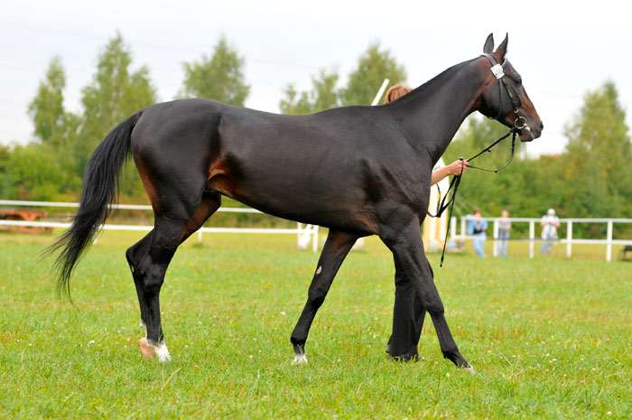 Ахалтекинская лошадь, ахалтекинец, фото фотография
