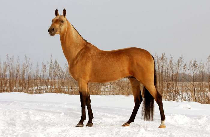 Ахалтекинская лошадь, ахалтекинец, фото фотография