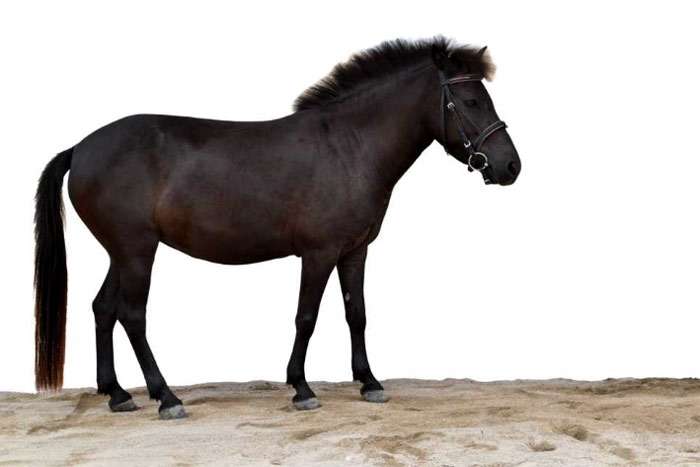 Бали пони, фото фотография лошади