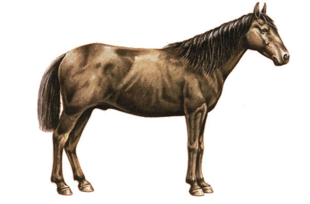 Бирманский пони (шан), рисунок картинка лошади