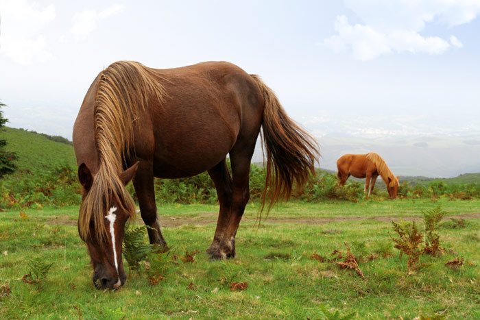 Баскский пони, потток, фото фотография лошади