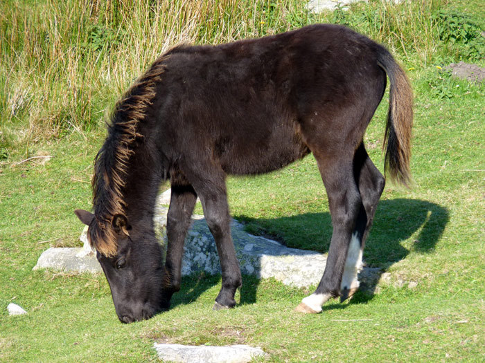 Жеребенок Баскский пони, потток, фото фотография лошади