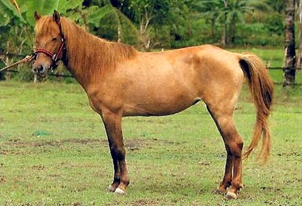 Батак пони, фото фотография лошади