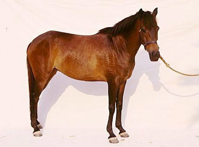 Батак пони, фото фотография лошади