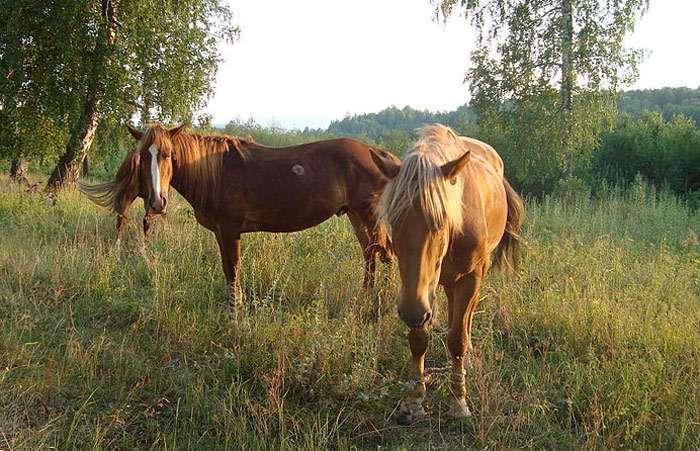 Башкирская лошадь, фото фотография