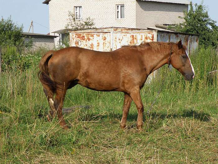 Белорусская упряжная лошадь, фото фотография