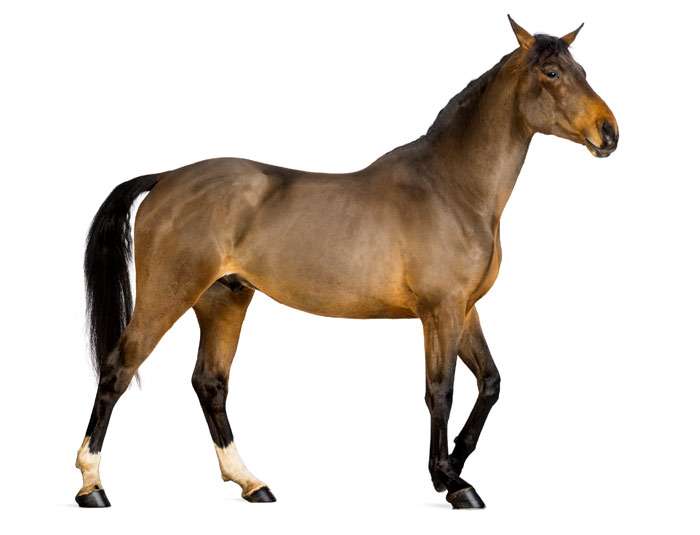 Бельгийская полукровная лошадь, фото фотография